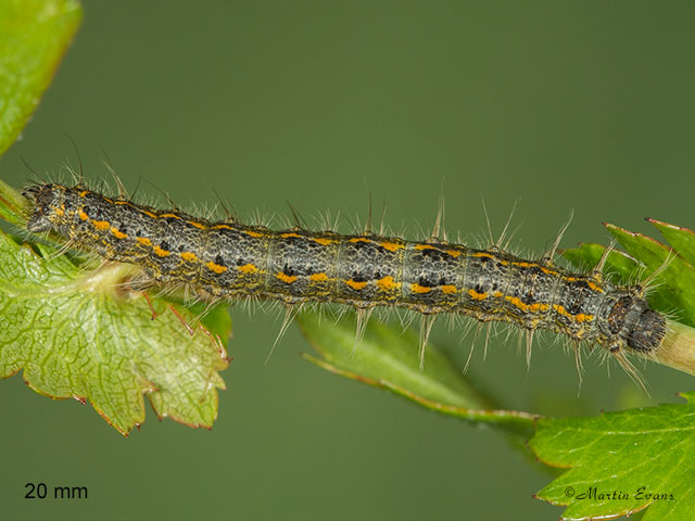  66.001 December Moth larva 20mm Copyright Martin Evans 