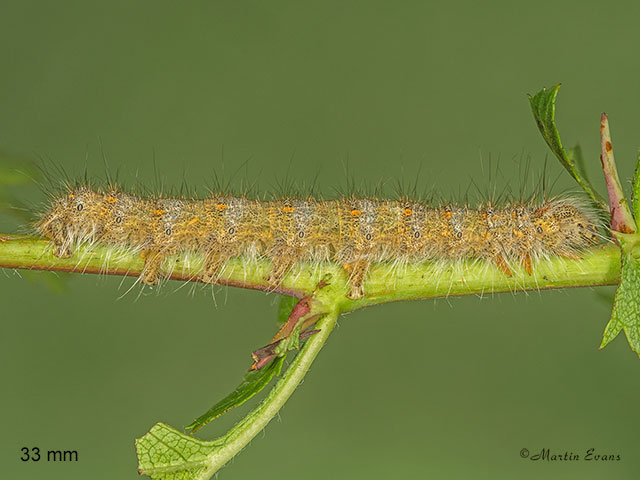  66.001 December Moth larva 33mm Copyright Martin Evans 
