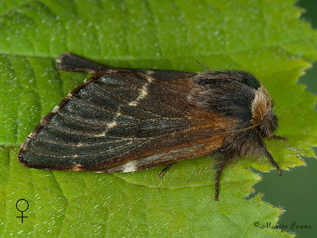  66.001 December Moth female Copyright Martin Evans 