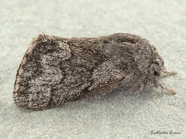  66.002 Pale Eggar dark form Copyright Martin Evans 