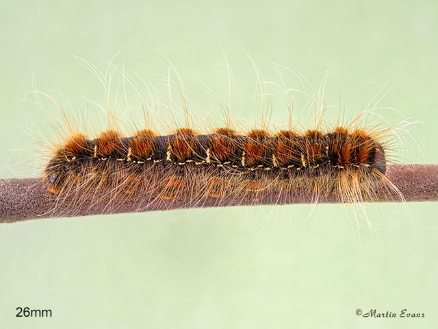  66.005 Small Eggar larva 26mm Copyright Martin Evans 