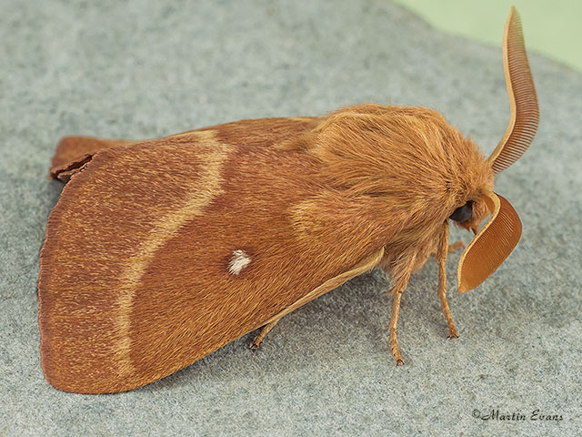  66.006 Grass Eggar Copyright Martin Evans 