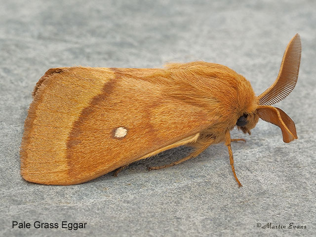  66.006 Pale Grass Eggar Copyright Martin Evans 