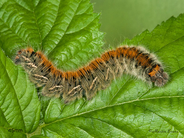  66.006 Grass Eggar larva 45mm Copyright Martin Evans 