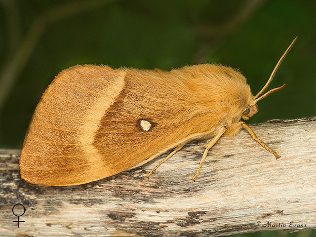  66.007 Oak Eggar female Copyright Martin Evans 