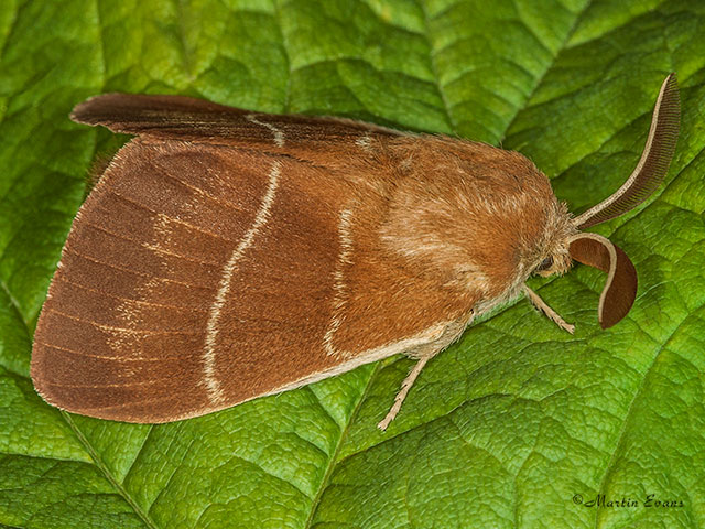  66.008 Fox Moth Copyright Martin Evans 