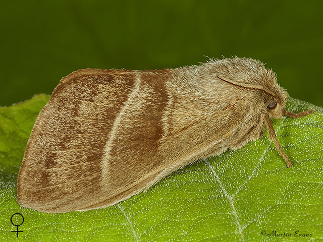  66.008 Fox Moth female Copyright Martin Evans 