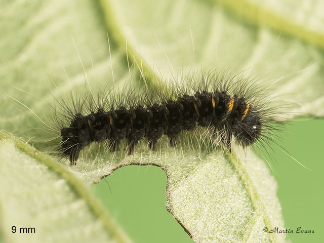  66.008 Fox Moth larva 7mm Copyright Martin Evans 