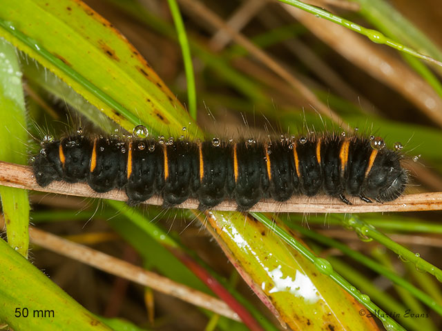  66.008 Fox Moth larva 50mm Copyright Martin Evans 