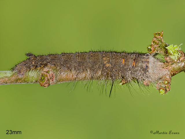  66.012 Lappet larva 23mm Copyright Martin Evans 