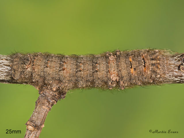  66.012 Lappet larva 25mm Copyright Martin Evans 