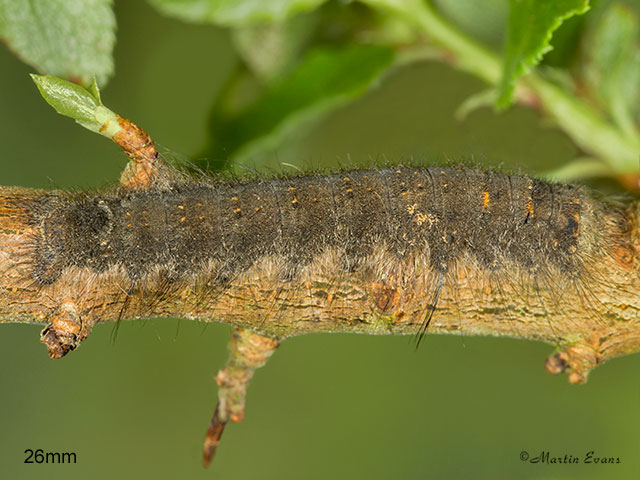  66.012 Lappet larva 26mm Copyright Martin Evans 