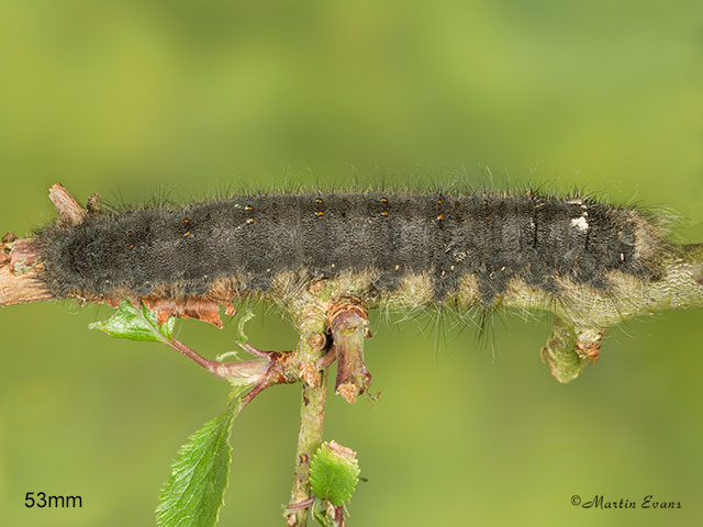  66.012 Lappet larva 53mm Copyright Martin Evans 