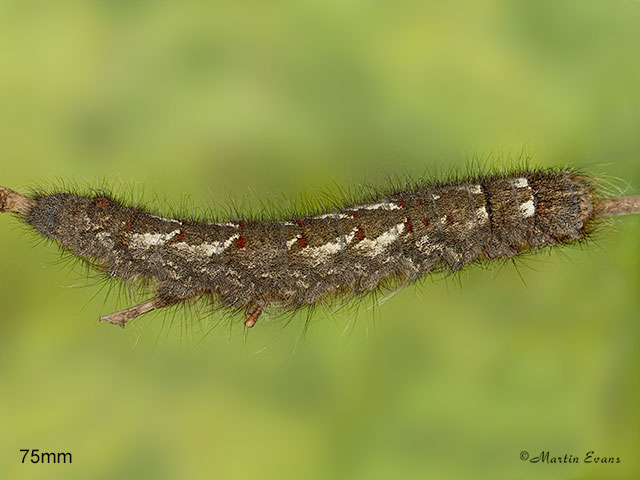  66.012 Lappet larva 75mm Copyright Martin Evans 