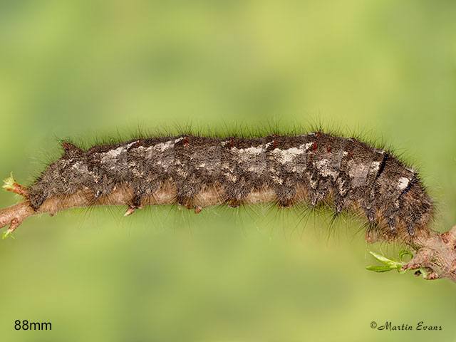  66.012 Lappet larva 88mm Copyright Martin Evans 