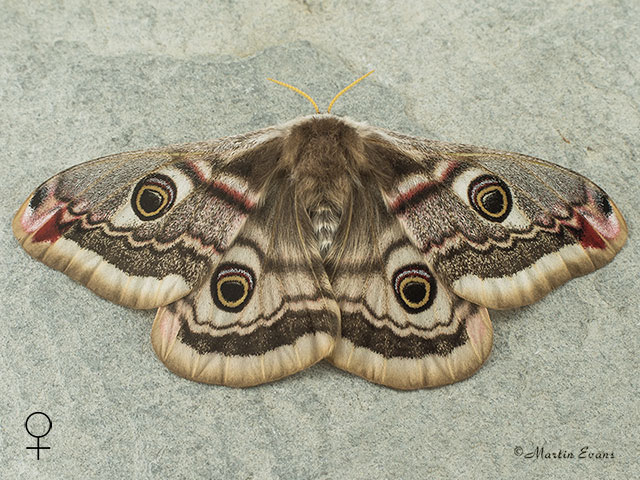  68.001 Emperor Moth female Copyright Martin Evans 