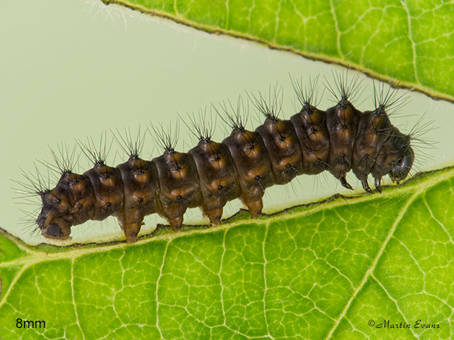 68.001 Emperor Moth larva 8mm Copyright Martin Evans 