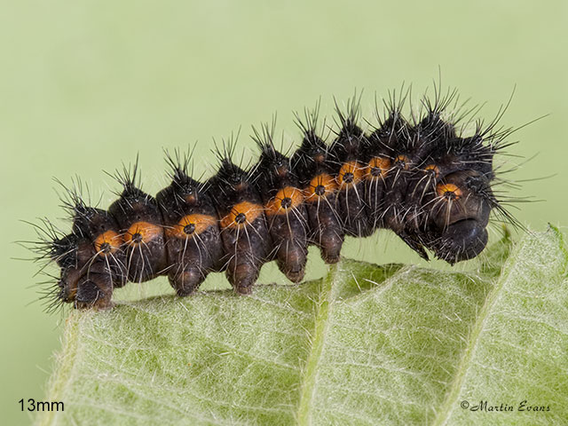  68.001 Emperor Moth larva 13mm Copyright Martin Evans 