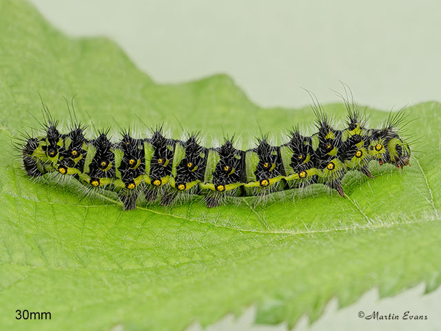  68.001 Emperor Moth larva 30mm Copyright Martin Evans 