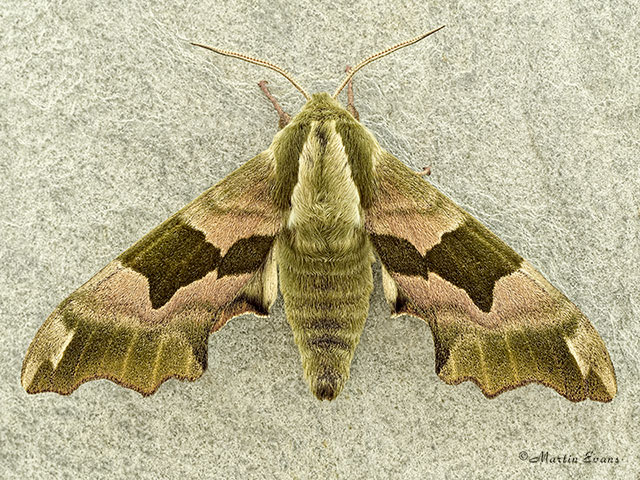  69.001 Lime Hawk-moth Copyright Martin Evans 