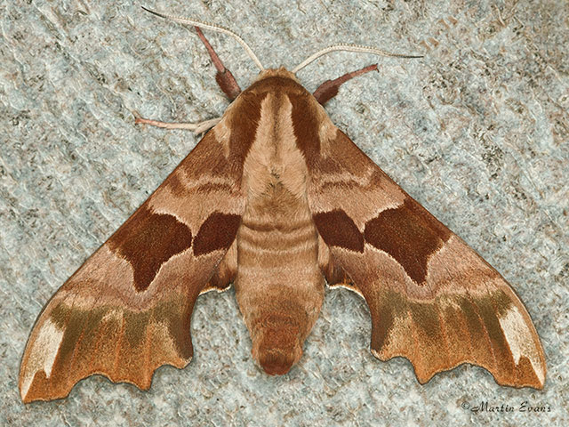  69.001 Lime Hawk-moth Copyright Martin Evans 