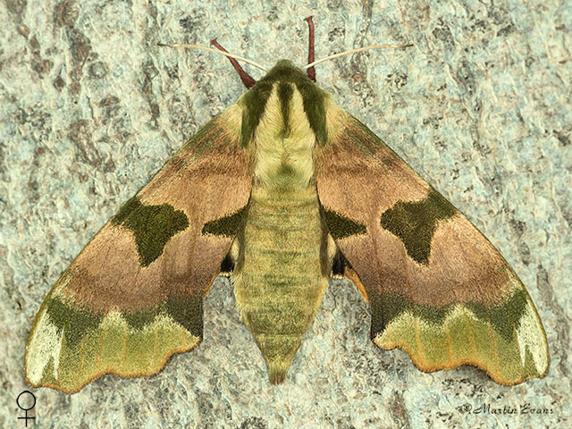  69.001 Lime Hawk-moth female Copyright Martin Evans 
