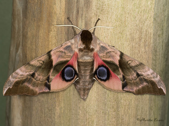  69.002 Eyed Hawk-moth Copyright Martin Evans 