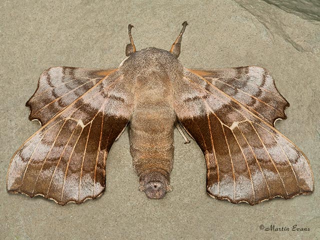  69.003 Poplar Hawk-moth Copyright Martin Evans 