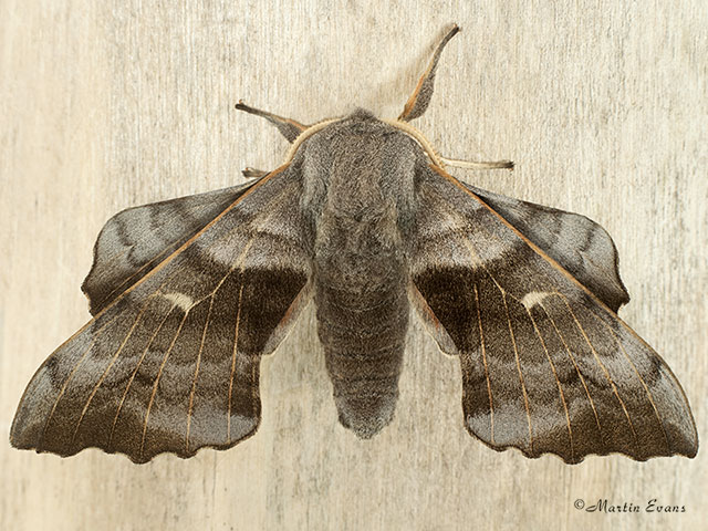  69.003 Poplar Hawk-moth Copyright Martin Evans 