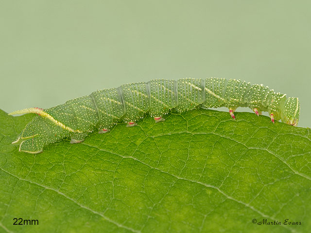  69.003 Poplar Hawk-moth larva 22mm Copyright Martin Evans 