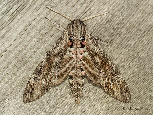  69.004 Convolvulus Hawk-moth Copyright Martin Evans 