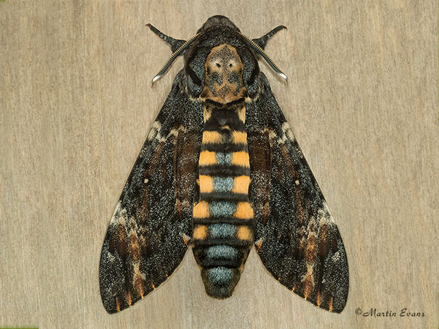  69.005 Deaths Head Hawk-moth Copyright Martin Evans 