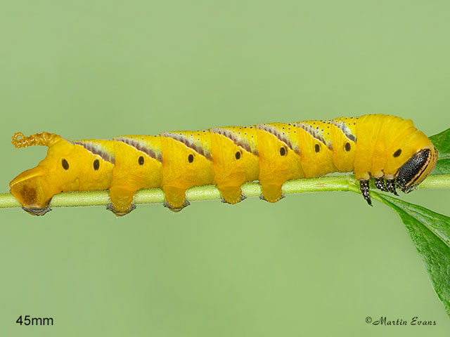  69.005 Deaths Head Hawk-moth larva 45mm Copyright Martin Evans 