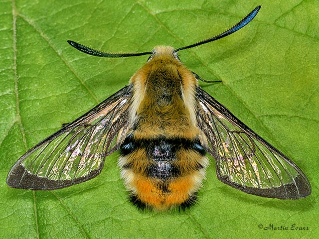  69.008 Narrow-bordered Bee Hawk-moth Copyright Martin Evans 