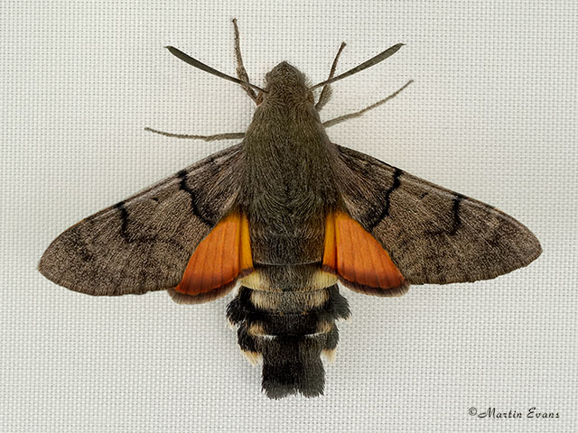  69.010 Humming-bird Hawk-moth Copyright Martin Evans 