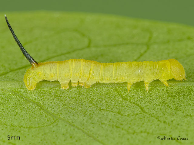  69.011 Oleander Hawk-moth larva 9mm Copyright Martin Evans 