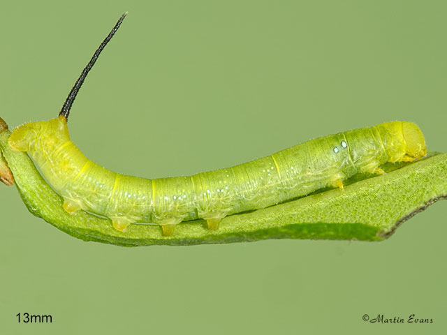  69.011 Oleander Hawk-moth larva 13mm Copyright Martin Evans 