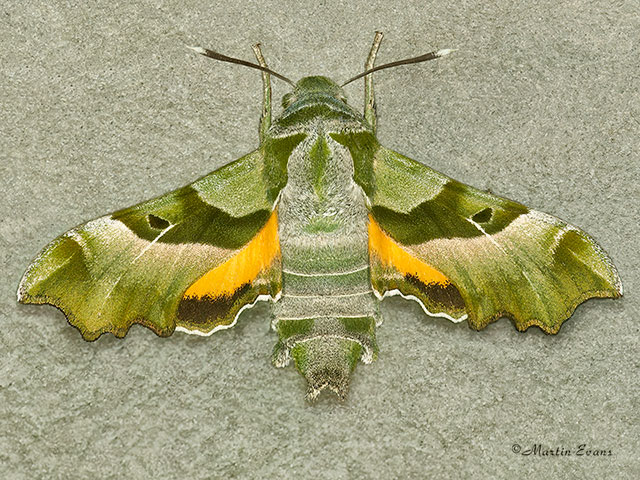  69.012 Willowherb Hawk-moth Copyright Martin Evans 