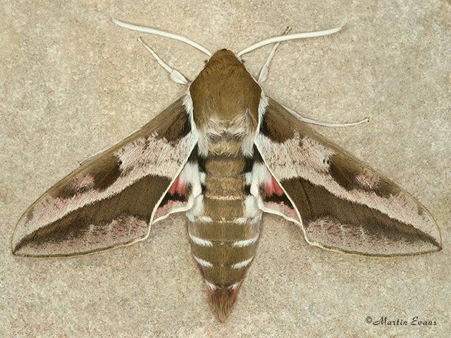  69.013 Spurge Hawk-moth Copyright Martin Evans 