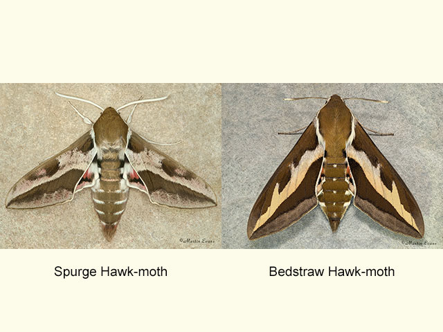  69.013 Spurge Hawk-moth and Bedstraw Hawk-moth Copyright Martin Evans 