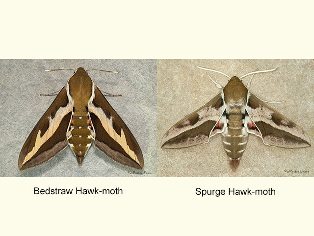  69.014 Bedstraw Hawk-moth and Spurge Hawk-moth Copyright Martin Evans 