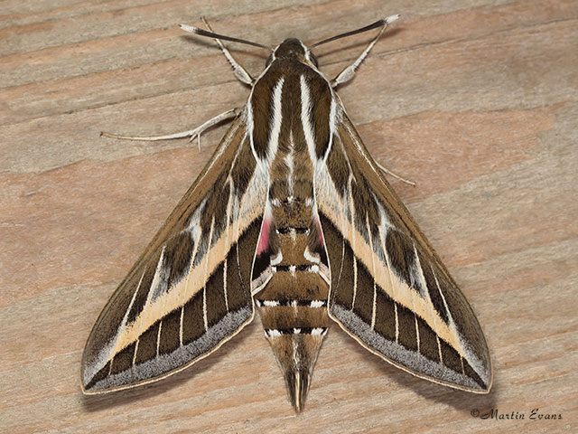  69.015 Striped Hawk-moth Copyright Martin Evans 