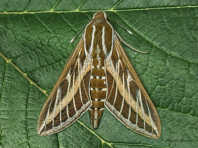  69.015 Striped Hawk-moth Copyright Martin Evans 