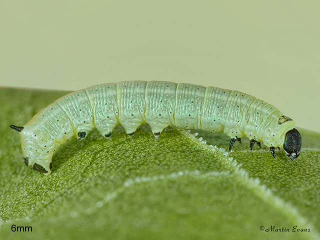  69.015 Striped Hawk-moth larva 6mm Copyright Martin Evans 
