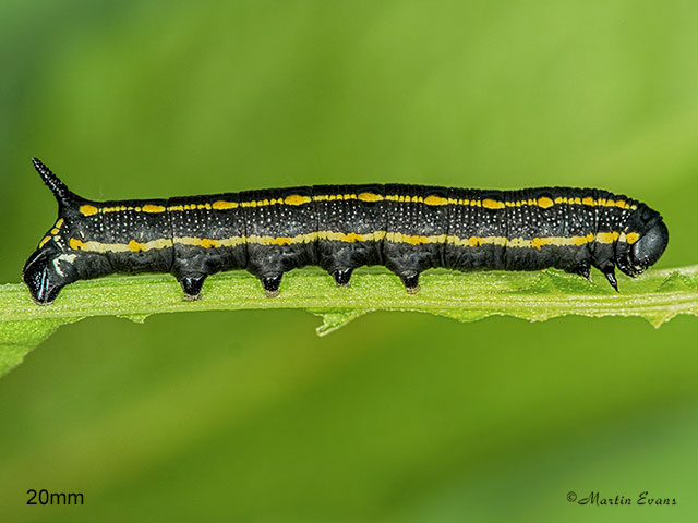  69.015 Striped Hawk-moth larva 20mm Copyright Martin Evans 