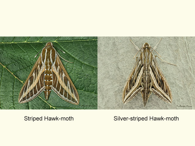  69.015 Striped Hawk-moth and Silver-striped Hawk-moth Copyright Martin Evans 
