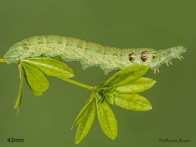  69.017 Small Elephant Hawk-moth larva 43mm Copyright Martin Evans 