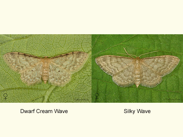  70.006 Dwarf Cream Wave and Silky Wave Copyright Martin Evans 