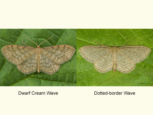  70.006 Dwarf Cream Wave and Dotted-border Wave Copyright Martin Evans 