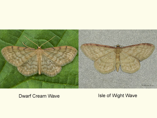  70.006 Dwarf Cream Wave and Isle of Wight Wave Copyright Martin Evans 